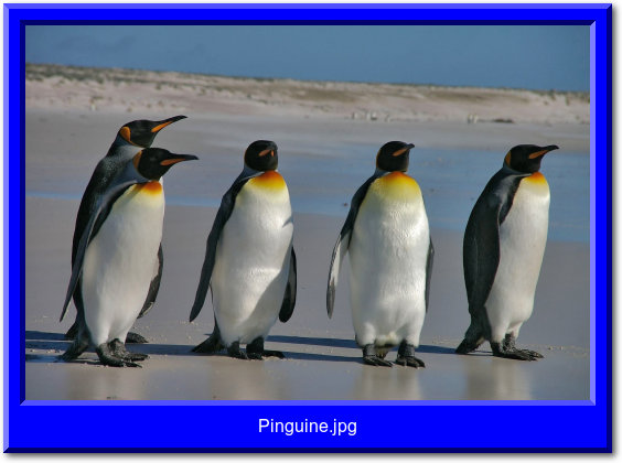 Pinguine-Text.jpg