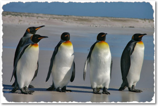 Pinguine-abgerissen.jpg